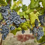 Vendégház Vinifera Vineyards 4*