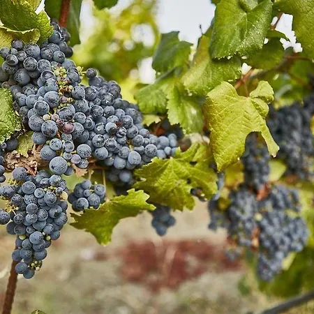 Πανσιόν Vinifera Vineyards 4*