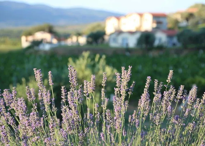 Maison d'hôtes Vinifera Vineyards Selçuk
