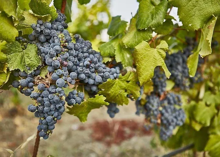 Maison d'hôtes Vinifera Vineyards 4*