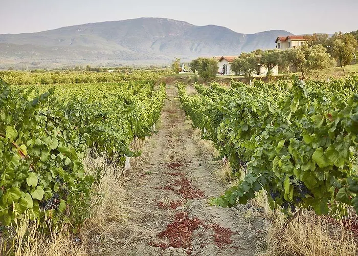 Vinifera Vineyards Maison d'hôtes