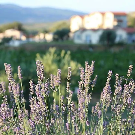 Penzion Vinifera Vineyards Selcuk