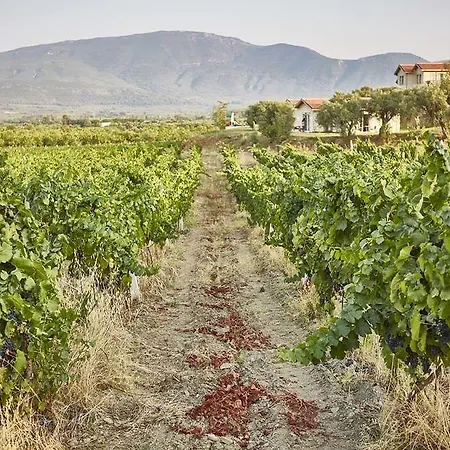 Vinifera Vineyards Penzion